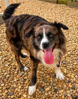 Paxie -  Australian Shepherd Dog for Adoption in El Dorado, Arkansas - Paxie | PetCurious