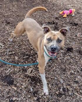 Mixed Breed Dogs Available for Adoption in Chamblee, Georgia - Zapp | PetCurious