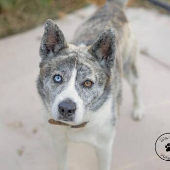 Lobo -  Husky and Mixed Breed Dog for Adoption in Abilene, Texas - Lobo | PetCurious