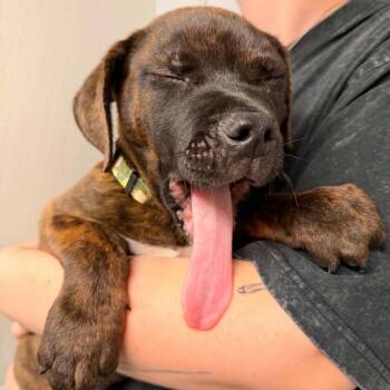 Rayman -  Mixed Breed Dog for Adoption in Edwardsville, Illinois - Rayman | PetCurious