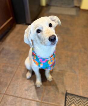 Rescue Great Pyrenees Dogs for Adoption in Oklahoma City, Oklahoma - Madison | PetCurious