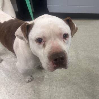 Mixed Breed Dogs Available for Adoption - 02/24/2026-Stray-SteamMillRoad | PetCurious