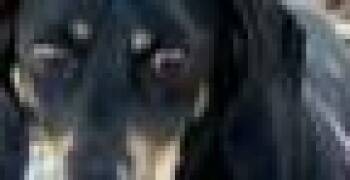 Max -  Dachshund Dog for Adoption in Boone, Colorado - Max | PetCurious