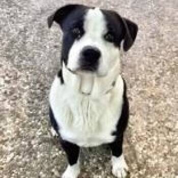 American Staffordshire Terrier Dogs Available for Adoption - Panda | PetCurious