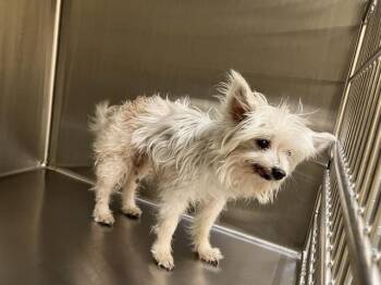 MELODY -  Maltese and Papillon Dog for Adoption in Tustin, California - MELODY | PetCurious