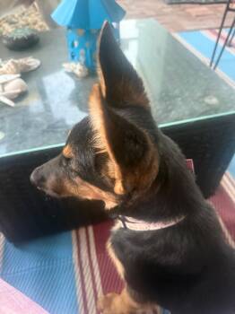 Angel -  German Shepherd Dog and Smooth Collie Dog for Adoption in Discovery Bay, California - Angel | PetCurious