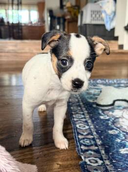 Star Crunch -  Shih Tzu and Chihuahua Dog for Adoption in West Richland, Washington - Star Crunch | PetCurious