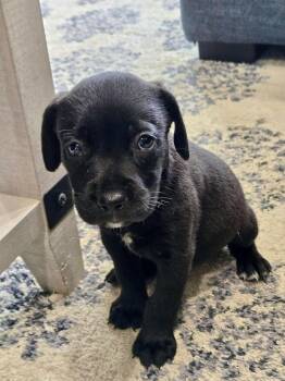 Black Labrador Retriever Dogs Available for Adoption in Collingswood, New Jersey - Kong | PetCurious