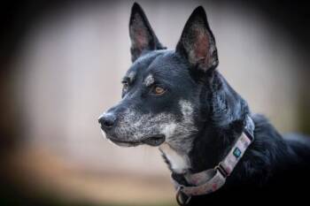 Trixie Snuggles -  Siberian Husky and Boxer Dog for Adoption in Friendswood, Texas - Trixie Snuggles | PetCurious