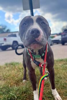 Lukey -  Mixed Breed Dog for Adoption in Cincinnati, Ohio - Lukey | PetCurious