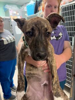 Carl -  Pit Bull Terrier Dog for Adoption in Morgantown, Kentucky - Carl | PetCurious