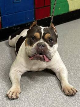 English Bulldog Dogs Available for Adoption in Indianapolis, Indiana - CLEMENTINE | PetCurious