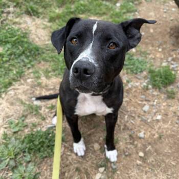Pit Bull Terrier Dogs Available for Adoption in Phoenixville, Pennsylvania - Pepper | PetCurious