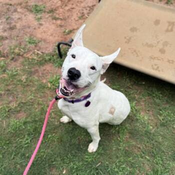 Rescue Mixed Breed Dogs for Adoption in Jackson, Georgia - Lady (Tripod) | PetCurious