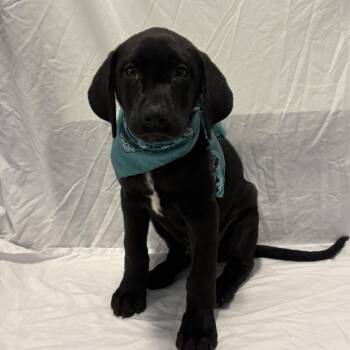 Clint -  Mixed Breed Dog for Adoption in Canal Winchester, Ohio - Clint | PetCurious