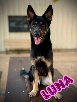 German Shepherd Dog Dogs Available for Adoption - Luna | PetCurious