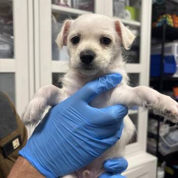William Holden -  Chihuahua and Mixed Breed Dog for Adoption in Los Angeles, California - William Holden | PetCurious