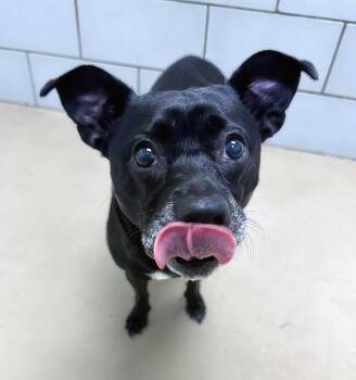 Leona -  Mixed Breed Dog for Adoption in Nashville, Tennessee - Leona | PetCurious