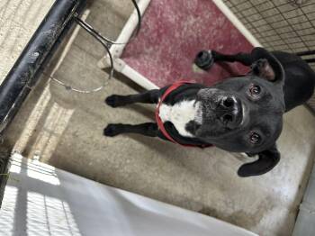 Rescue Mastiff Dogs for Adoption in Libby, Montana - Buddy | PetCurious