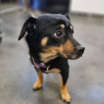 Nia Choppy -  Chihuahua and Feist Dog for Adoption in Lynchburg, Virginia - Nia Choppy | PetCurious