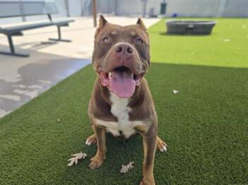 Pit Bull Terrier Dogs Available for Adoption in Auburn, California - KOOL BEANZ | PetCurious