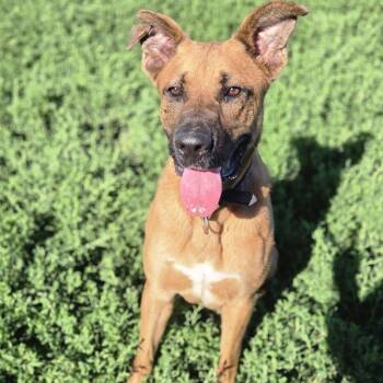 Bowie -  Boxer Dog for Adoption in Petersburg, Indiana - Bowie | PetCurious