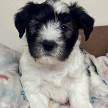 Froggy -  Terrier and Mixed Breed Dog for Adoption in Potomac, Maryland - Froggy | PetCurious