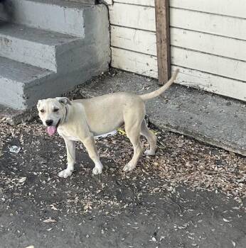 CHICO BOY -  Pit Bull Terrier and Mixed Breed Dog for Adoption in Stockton, California - CHICO BOY | PetCurious