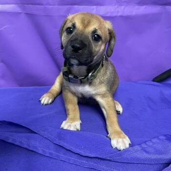 Mixed Breed Dogs Available for Adoption in North Myrtle Beach, South Carolina - Orrisa | PetCurious