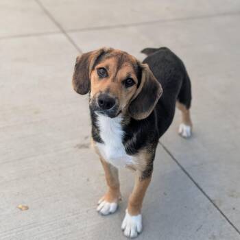 Ruby Mae -  Beagle Dog for Adoption in Fenton, Michigan - Ruby Mae | PetCurious