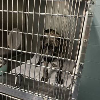 Pit Bull Terrier Dogs Available for Adoption - Eloise | PetCurious