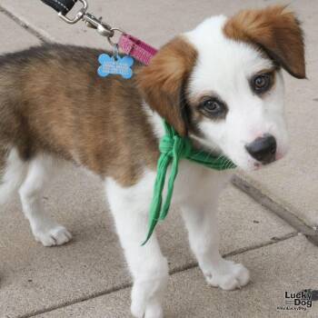 Ares -  Australian Cattle Dog Blue Heeler Dog for Adoption in Washington, District Of Columbia - Ares | PetCurious