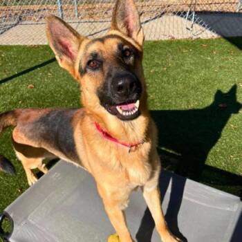 Rescue Shepherd and Mixed Breed Dogs for Adoption in Gastonia, North Carolina - Meeko | PetCurious