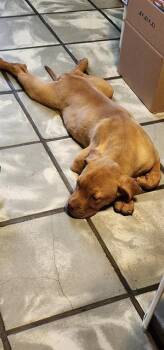 American Staffordshire Terrier Dogs Available for Adoption in San Antonio, Texas - GERALD | PetCurious