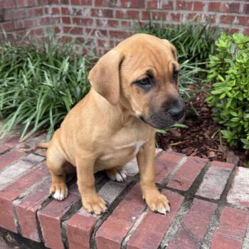 Black Mouth Cur and Labrador Retriever Dogs Available for Adoption in Atlanta, Texas - Jenni | PetCurious