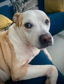 Rescue Pit Bull Terrier Dogs for Adoption in West Milford, New Jersey - Momo | PetCurious