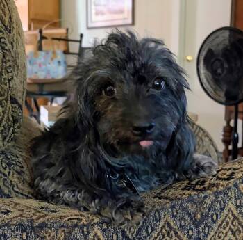 Muffin -  Poodle and Dachshund Dog for Adoption in Scottsburg, Indiana - Muffin | PetCurious