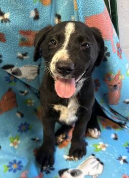 Rescue Labrador Retriever Dogs for Adoption in Mobile, Alabama - Kenny | PetCurious