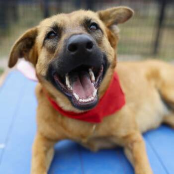 RILEY -  Belgian Shepherd Malinois Dog for Adoption in San Antonio, Texas - RILEY | PetCurious