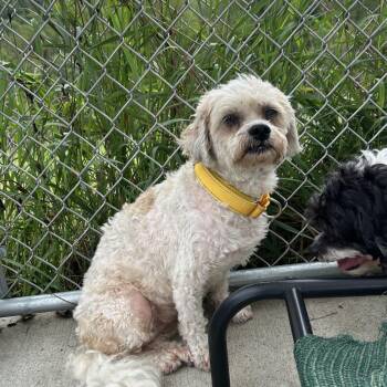 Bella -  Shih Tzu and Mixed Breed Dog for Adoption in Uniontown, Pennsylvania - Bella | PetCurious