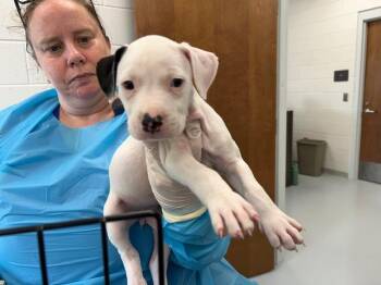 WENDY -  Pit Bull Terrier and Mixed Breed Dog for Adoption in Ocala, Florida - WENDY | PetCurious