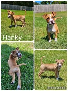 Hanky -  Catahoula Leopard Dog Dog for Adoption in Enterprise, Alabama - Hanky | PetCurious