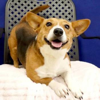 Corgi Dogs Available for Adoption in Fort Davis, Texas - Cookie | PetCurious