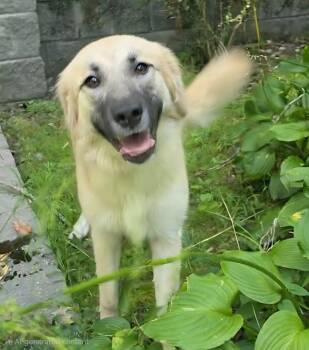 LEXUS -  Anatolian Shepherd and Mixed Breed Dog for Adoption in Crossville, Tennessee - LEXUS | PetCurious