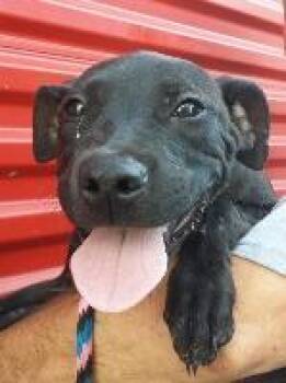 Labrador Retriever Dogs Available for Adoption - Darby (FKA Darien) | PetCurious