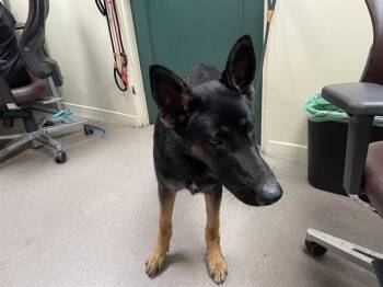 Rescue German Shepherd Dog Dogs for Adoption in Pasadena, California - A525296 | PetCurious