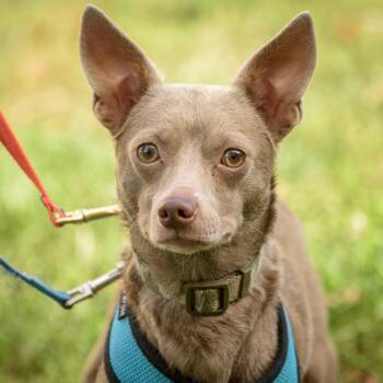 Rescue Chihuahua Dogs for Adoption in Lambertville, New Jersey - Rocky | PetCurious