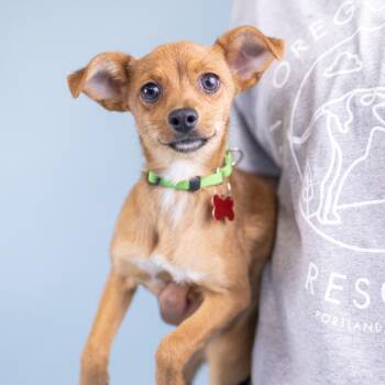 Chihuahua Dogs Available for Adoption in Portland, Oregon - Angel | PetCurious