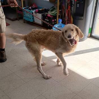 Holiday -  Goldendoodle Dog for Adoption in Franklin, North Carolina - Holiday | PetCurious
