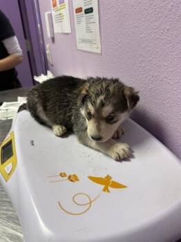 Husky and Mixed Breed Dogs Available for Adoption in El Paso, Texas - PONGO | PetCurious